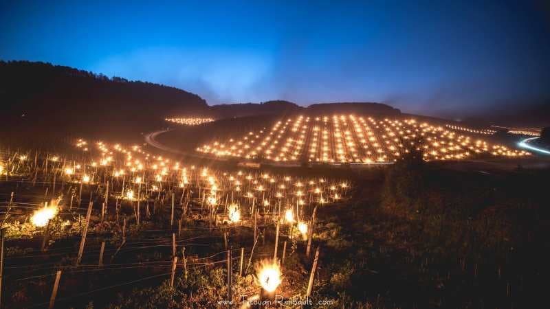 Velika borba francuskih vinogradara s mrazom i ledom. Da li može ovako i kod nas? (FOTO)