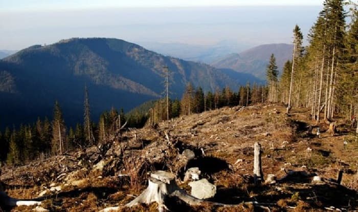 Milionska šteta zbog nelegalne seče šuma! Najviše bespravne seče u Ivanjici, ali i celoj zapadnoj Srbiji!