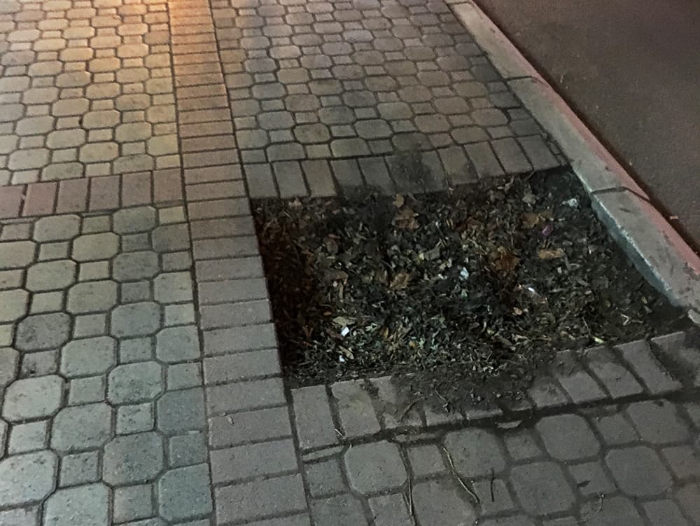 Dveri žele da obnove drvored u Kuželjevoj ulici