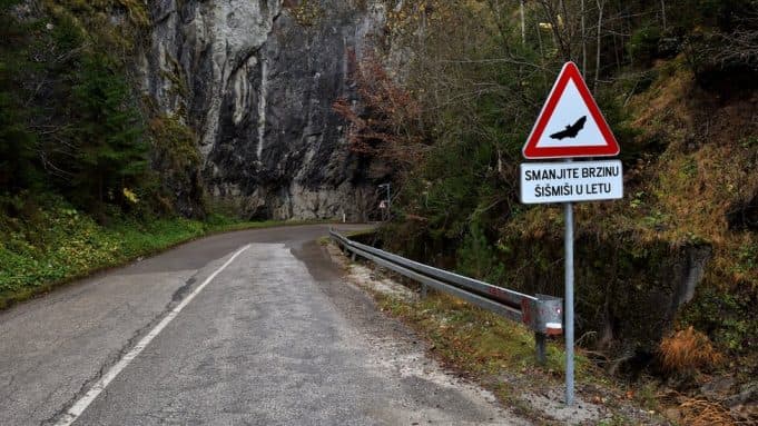 Šišmiši dobili prvi saobraćajni znak na svetu!