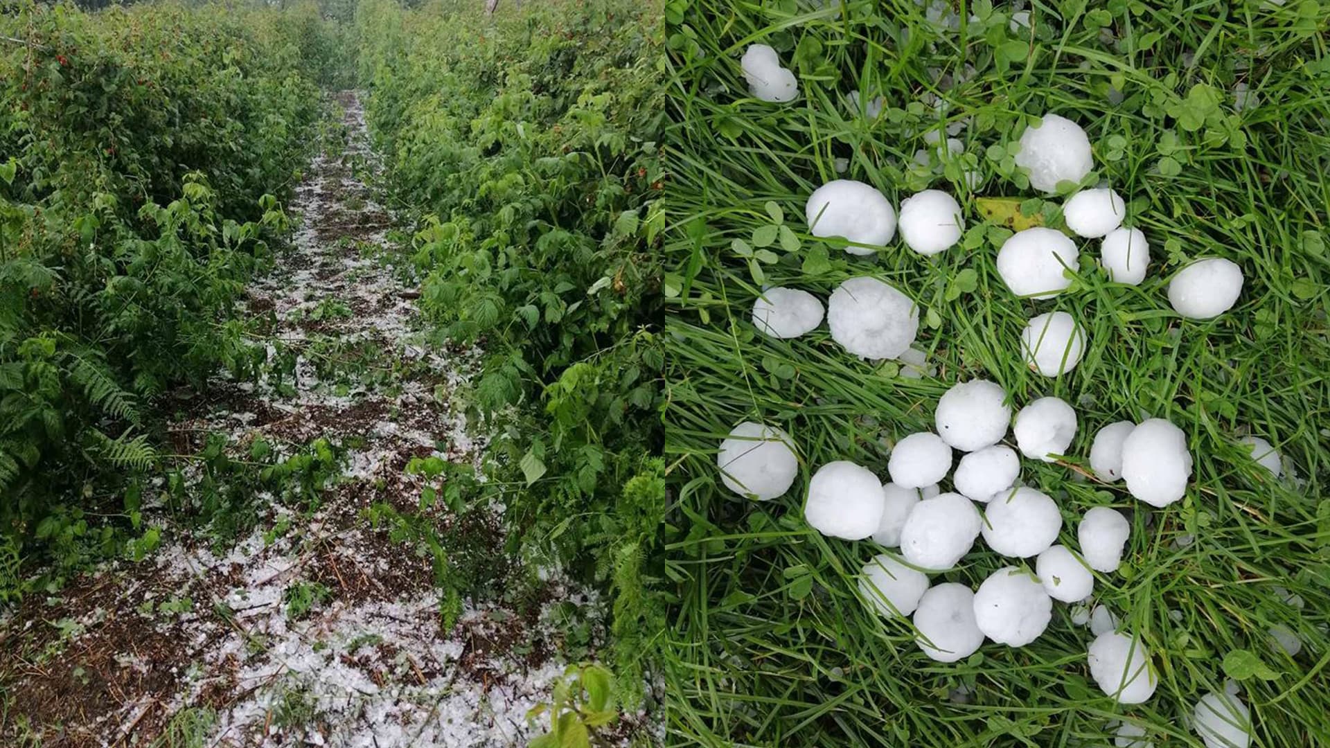 Grad veličine kokošjeg jajeta u Ivanjici oštetio crepove i plastenike