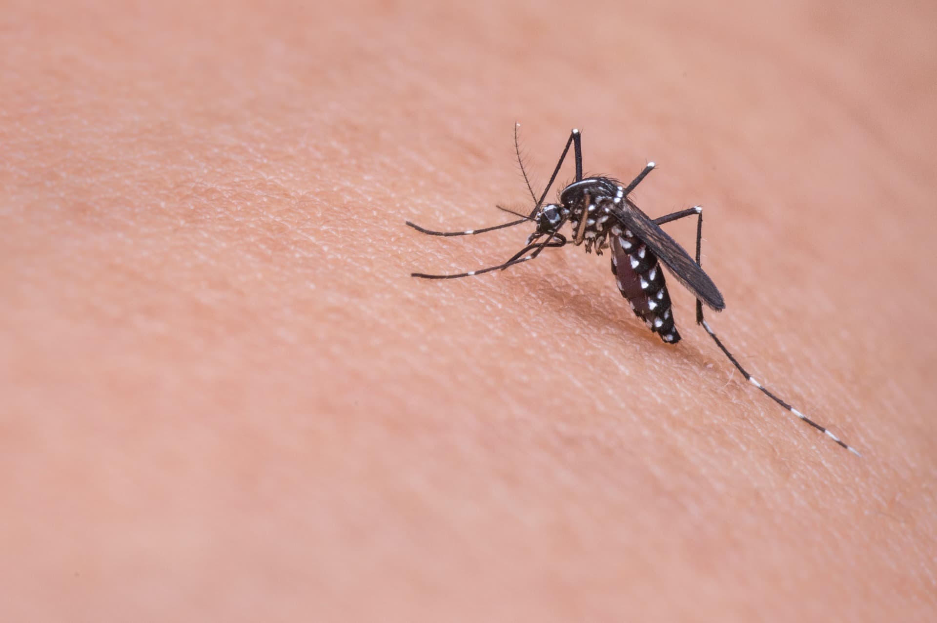 Zaprašivanje komaraca sa zemlje ponovo u subotu