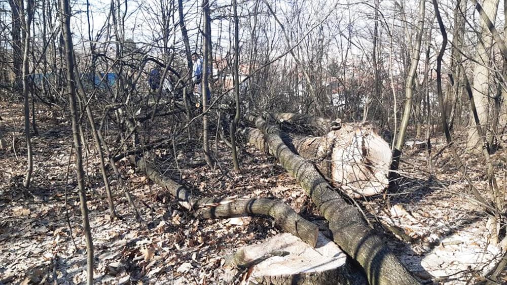 Građani danas sprečili seču drveća u Krasojevića zabranu, u blizini Spomen parka (FOTO)
