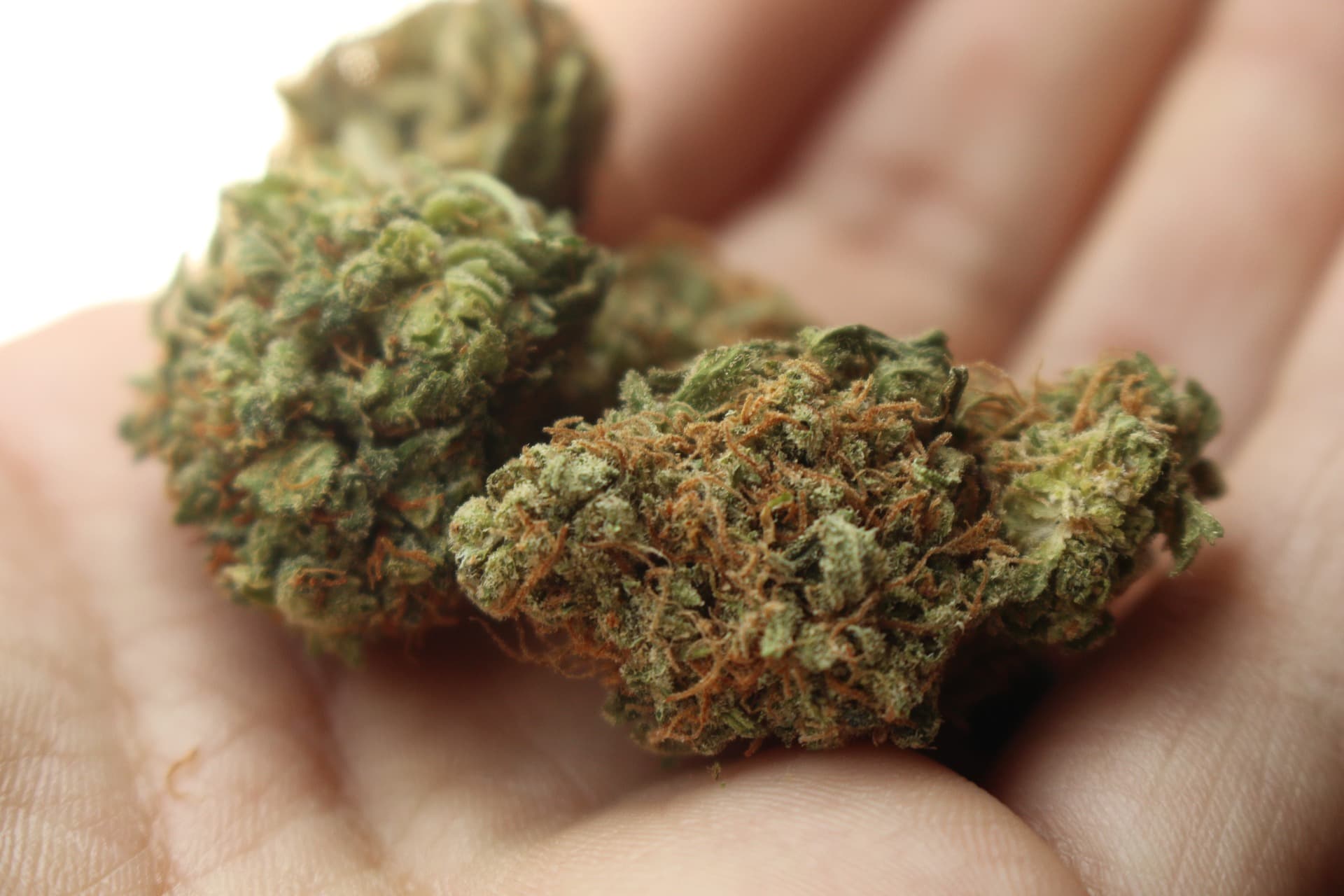 Pronađena marihuana kod putnika u taksiju