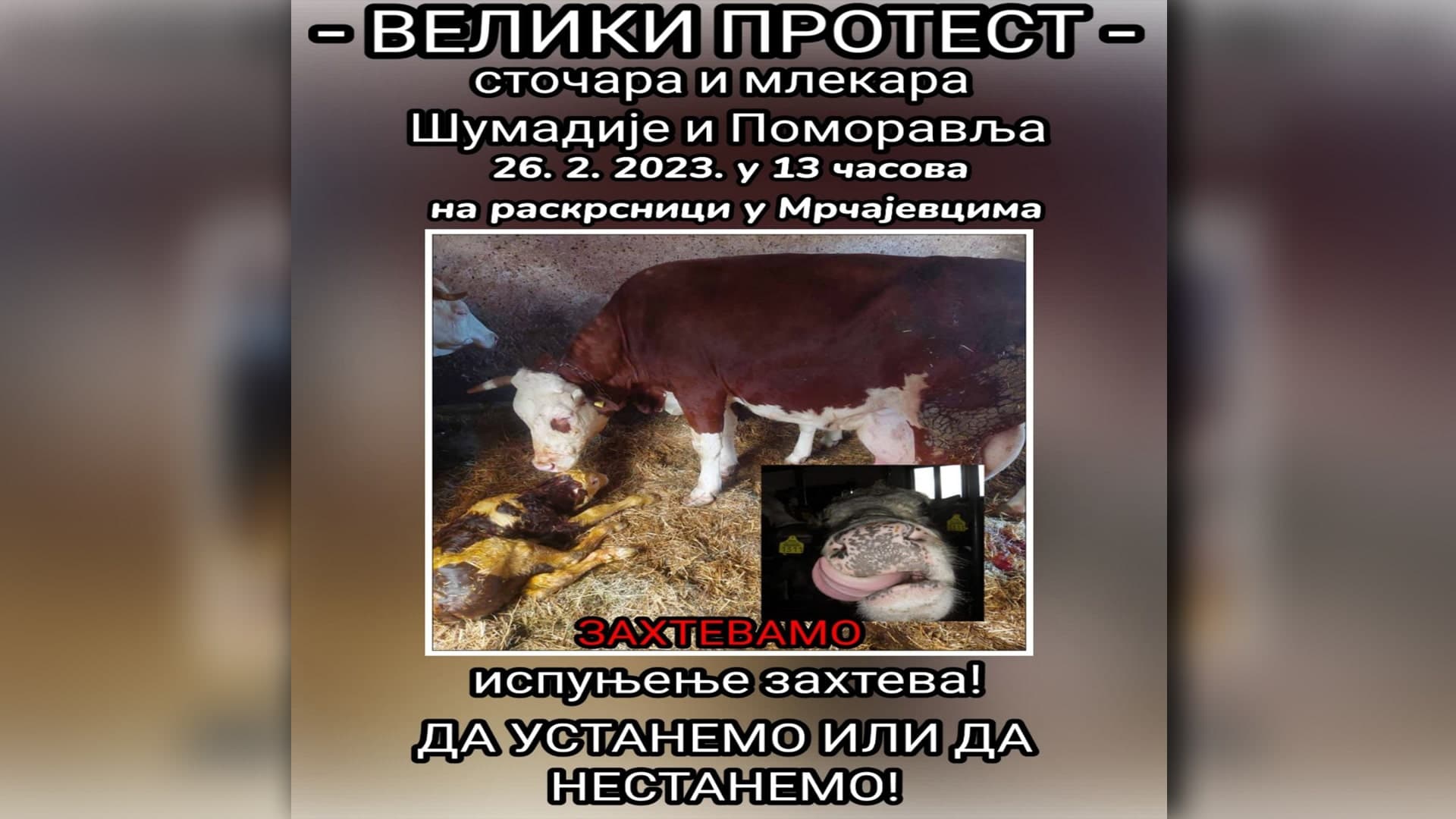 VELIKI PROTEST STOČARA I MLEKARA: Da ustanemo ili nestanemo!