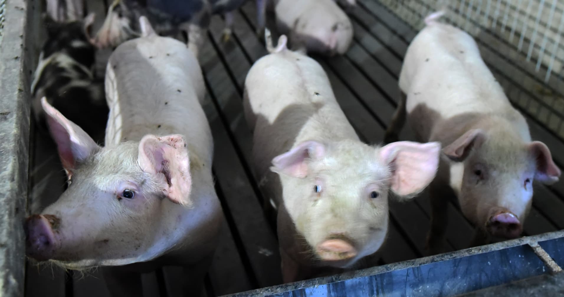 Proglašena epidemija afričke kuge na teritoriji celog Čačka