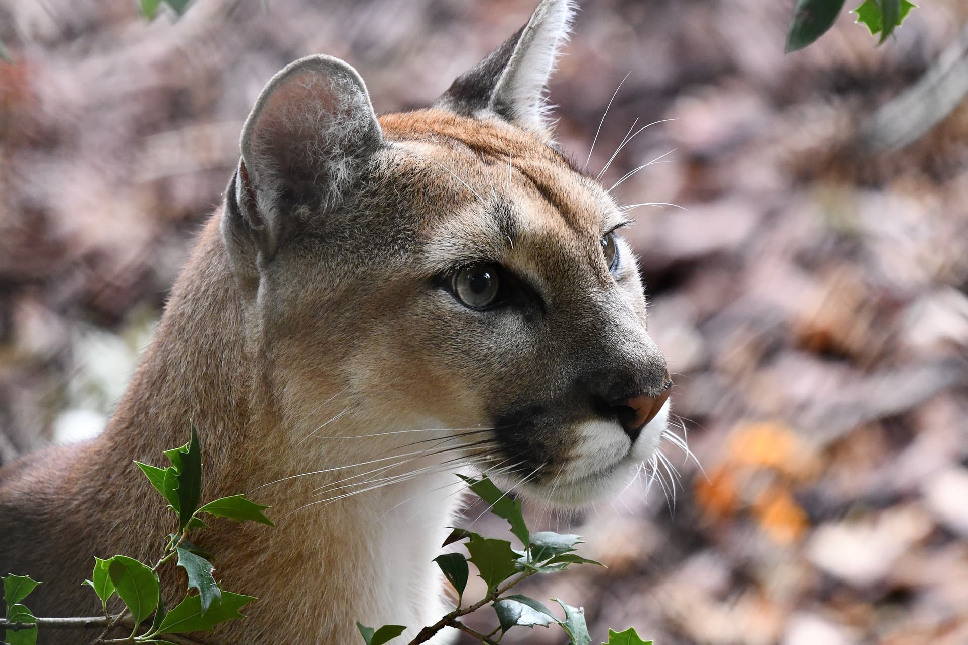 Tužan kraj prelepe zveri: Američka puma zvanično izumrla