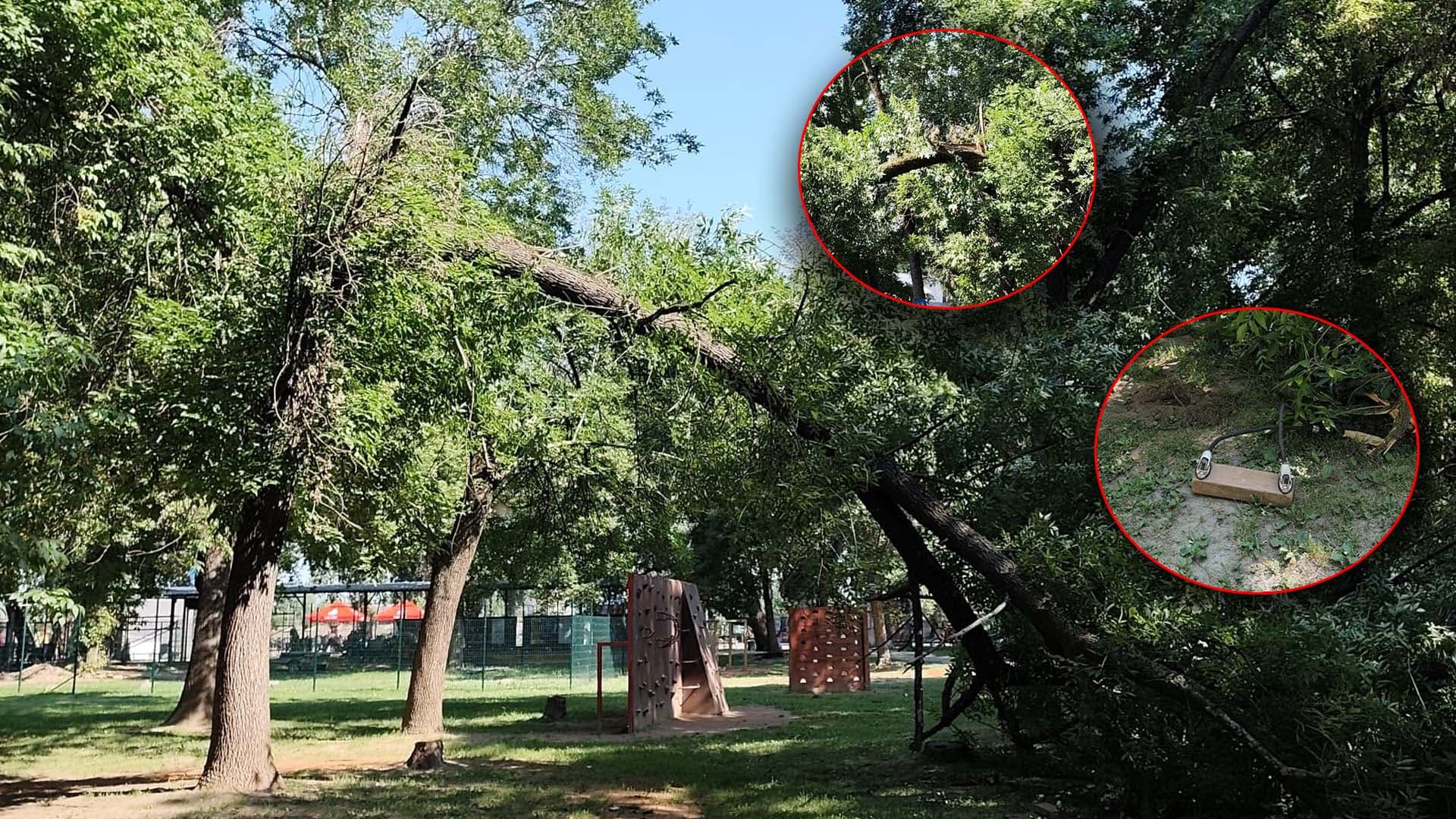 GRAĐANI REPORTERI: Drvo palo na par metara od dece, za dlaku izbegnuta nesreća, građani pitaju - gde je preventiva? (FOTO)