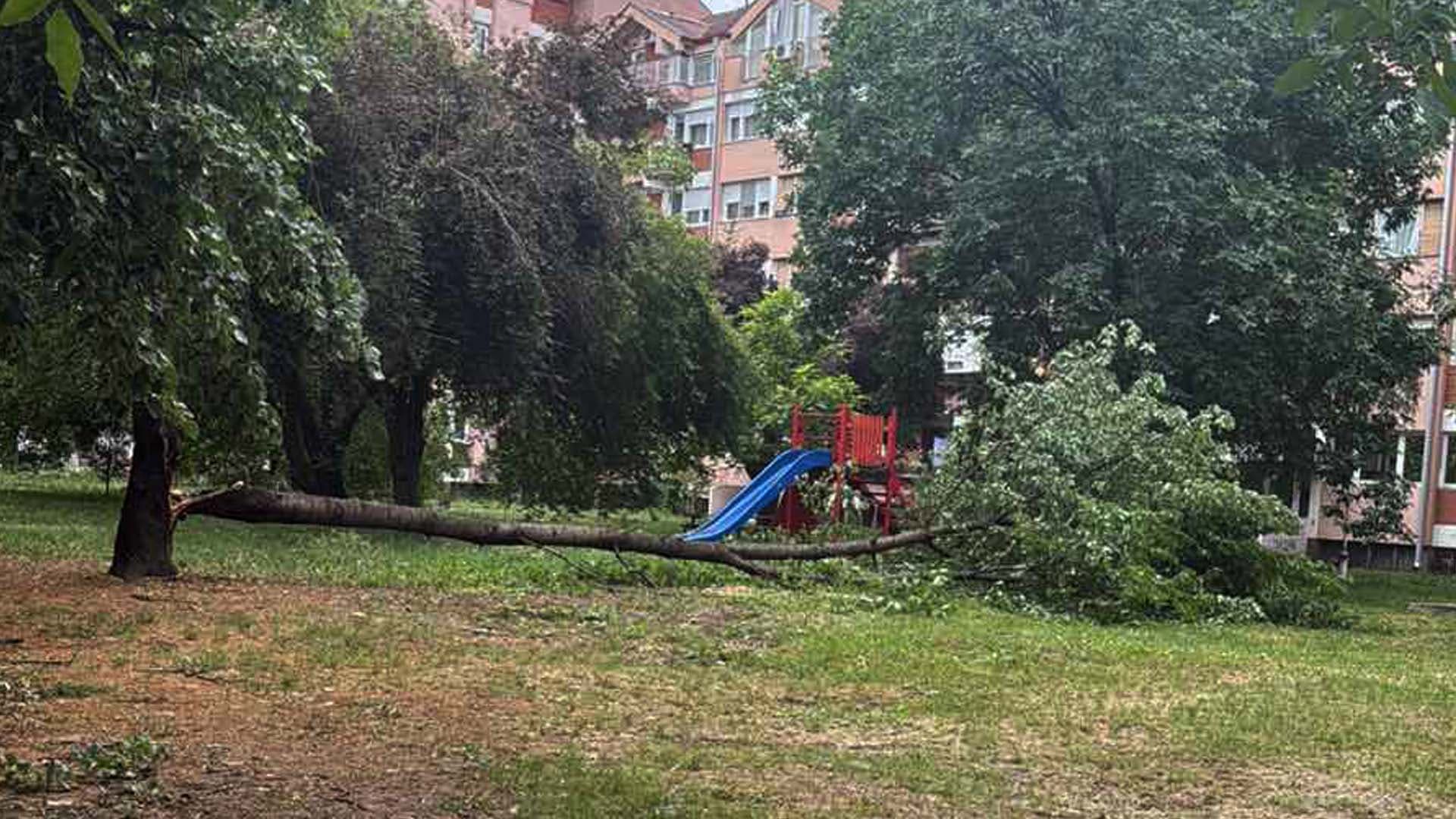 GRAĐANI REPORTERI: Novo stablo palo tik do dečijeg igrališta, Čačani u strahu za bezbednost dece