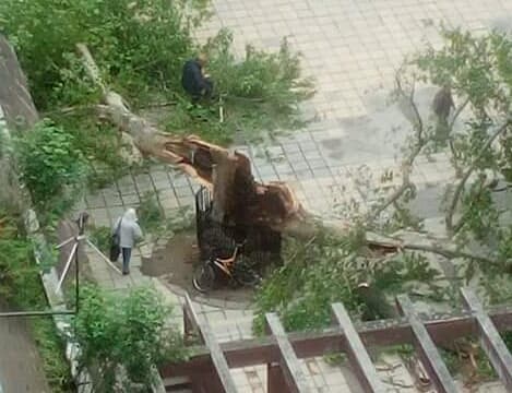 Srušio se platan kod Krenovog prolaza (FOTO)