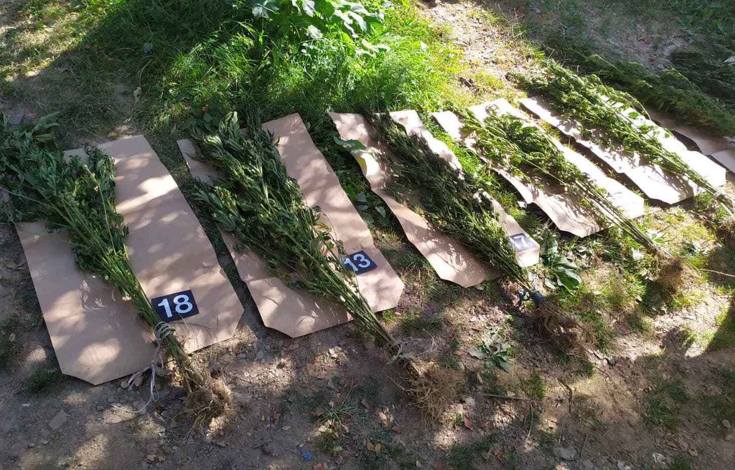 Marihuana pronađena na tavanu, uhapšen Ivanjičanin