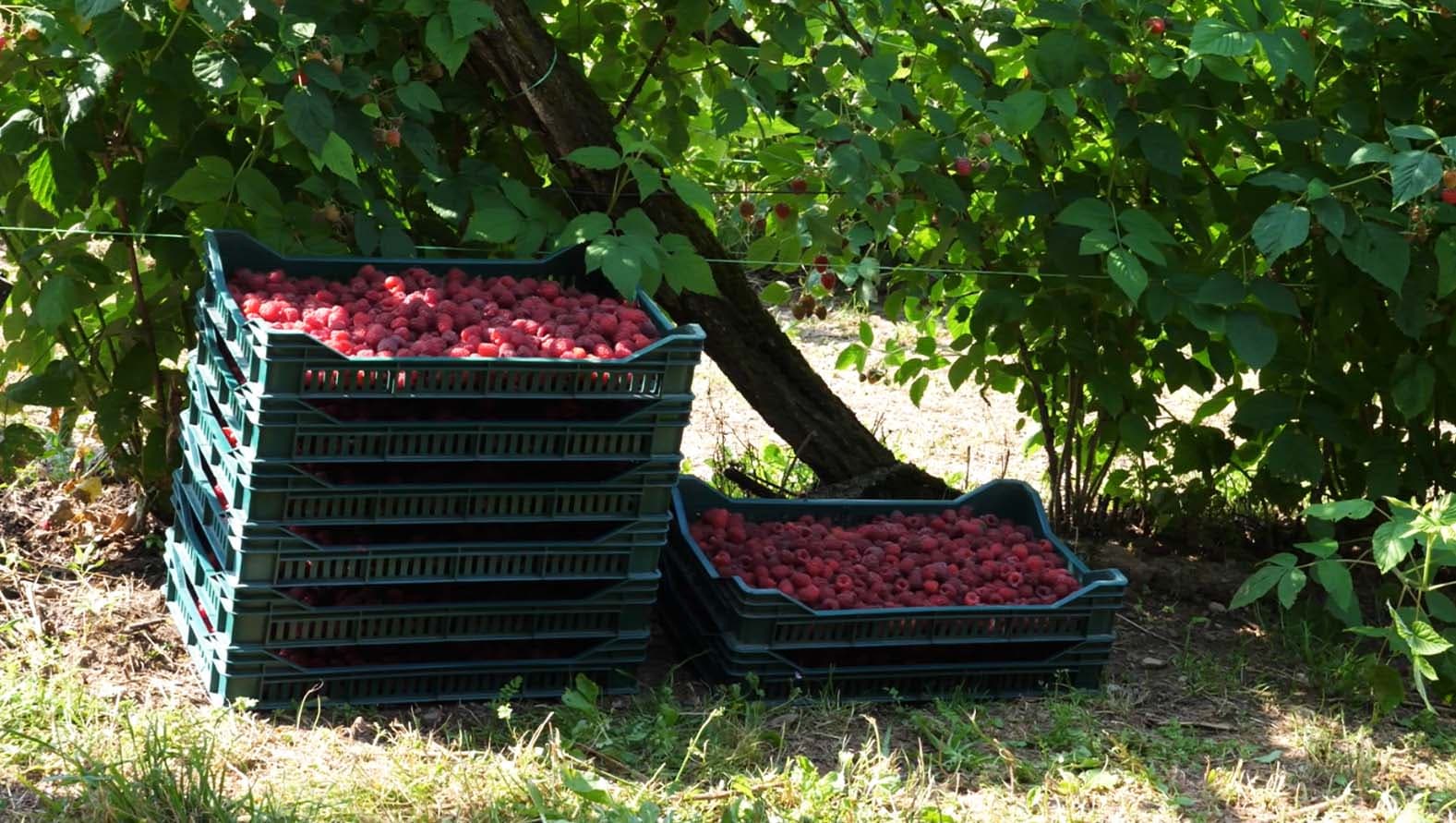Protest malinara u Arilju: Cena od 400 dinara je poniženje, traže 550 dinara i hitno posredovanje države